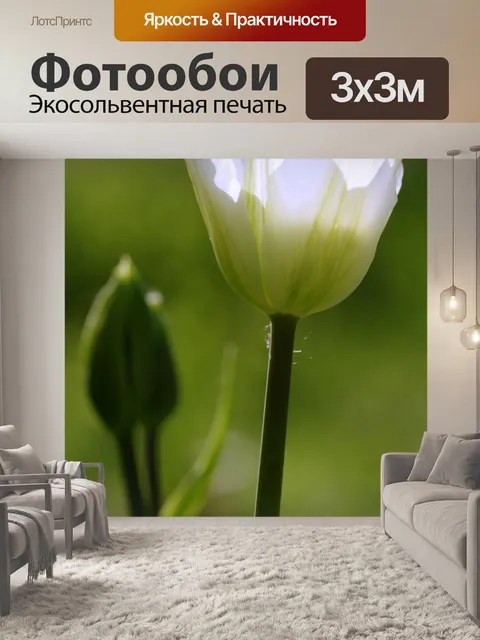 Фотообои Тюльпаны