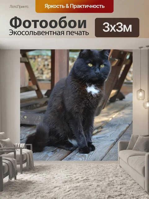 Фотообои Черный кот.