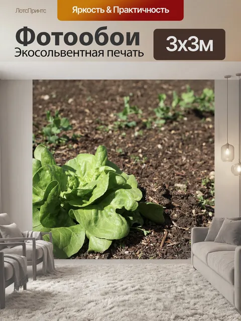 Фотообои Салат