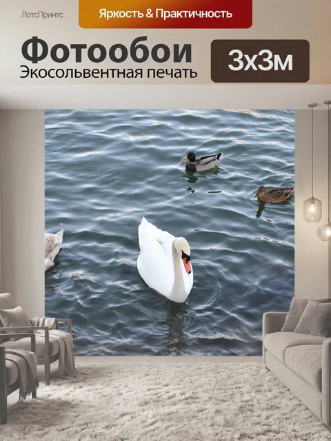 Фотообои Лебедь