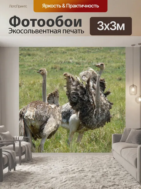 Фотообои Штраус