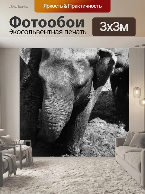 Фотообои Слон в грязи