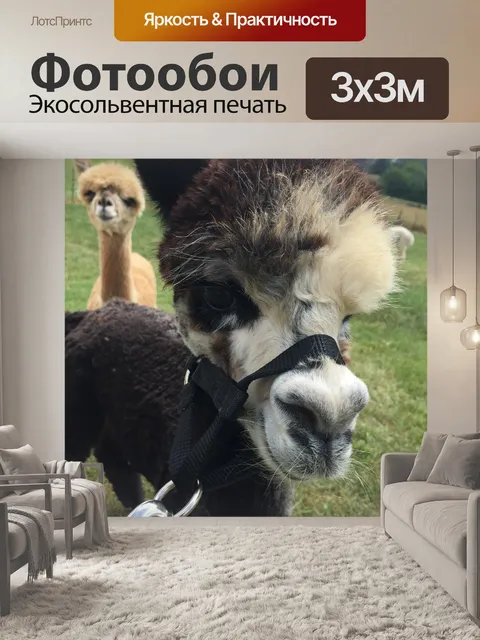 Фотообои Альпака Cisco