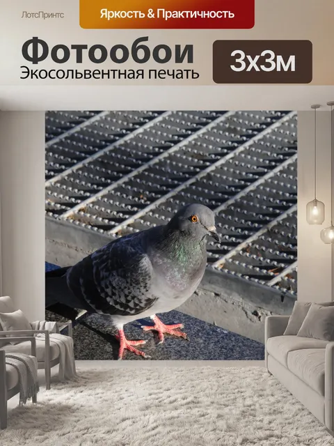 Фотообои Крупным планом города Pigeon
