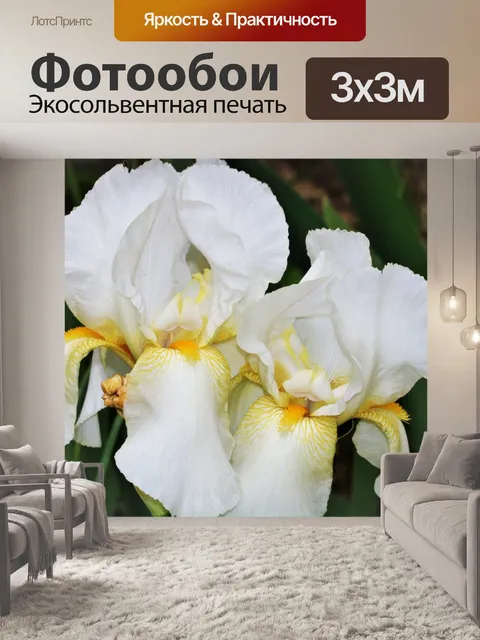 Фотообои Два белых бородатых ириса крупным планом