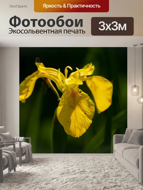 Фотообои Цветок ириса, крупный план Цветок ириса