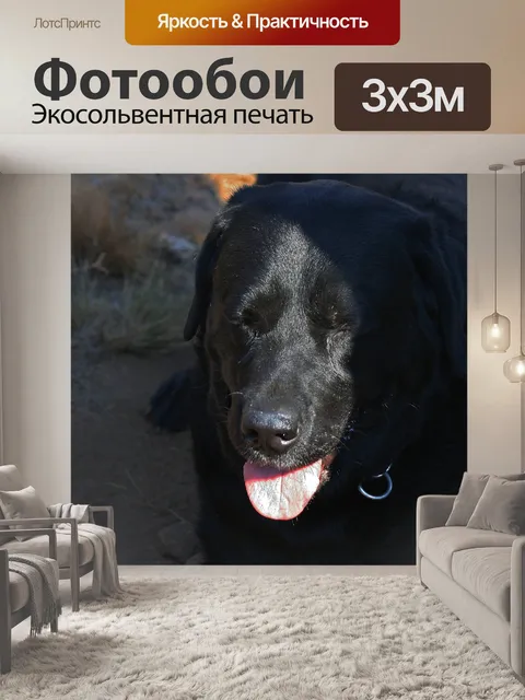 Фотообои черный лабрадор на солнце