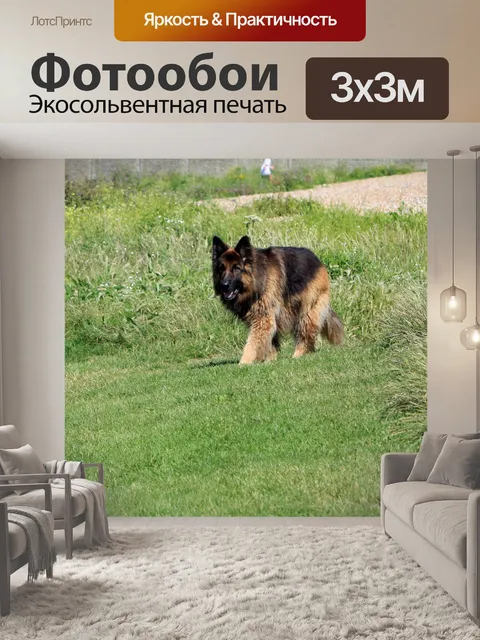 Фотообои Немецкая овчарка