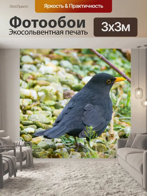 Фотообои Черный дрозд