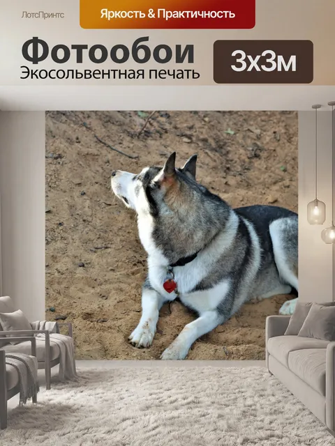Фотообои Сибирский хаски, лежащий в песке