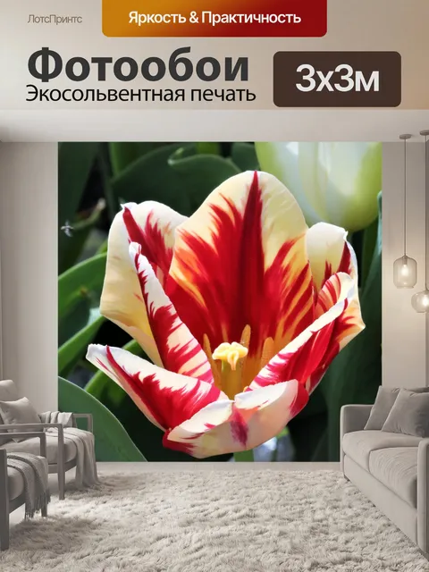 Фотообои Крупный красный и белый тюльпан