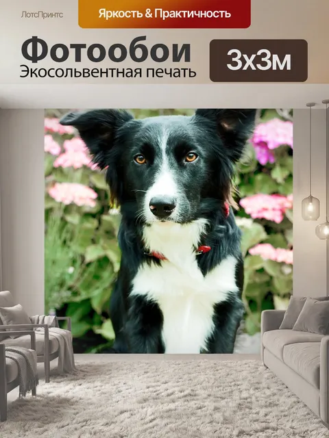 Фотообои Бордер-колли