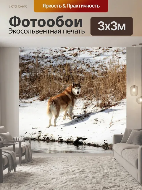 Фотообои Сибирский хаски в снегу