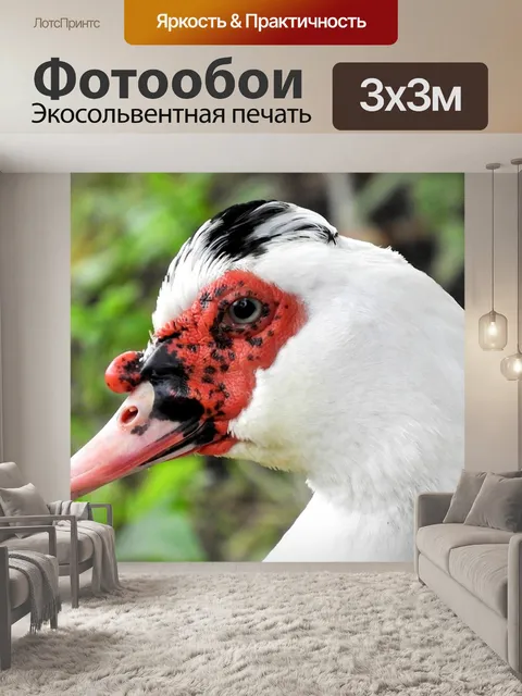 Фотообои Мускусная утка