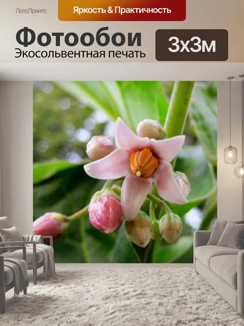 Фотообои томатный дерево цветы и бутоны