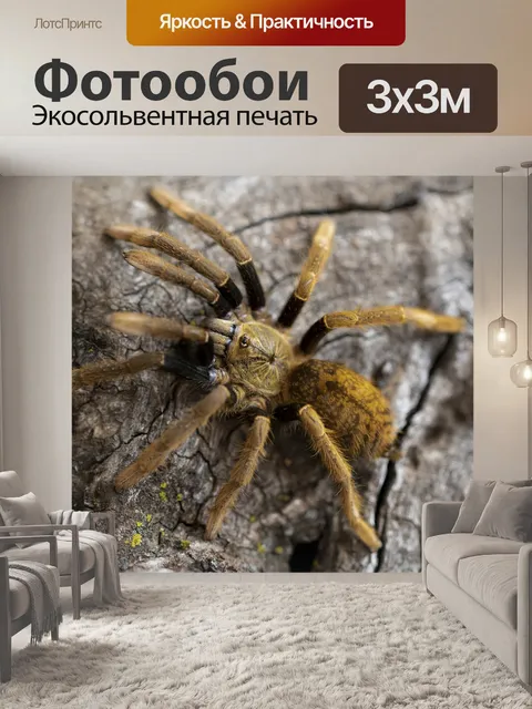 Фотообои Тарантул