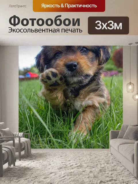 Фотообои Собака