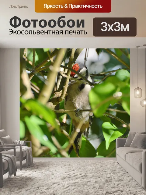 Фотообои Большой пёстрый дятел