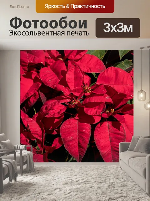 Фотообои Поинсеттиа