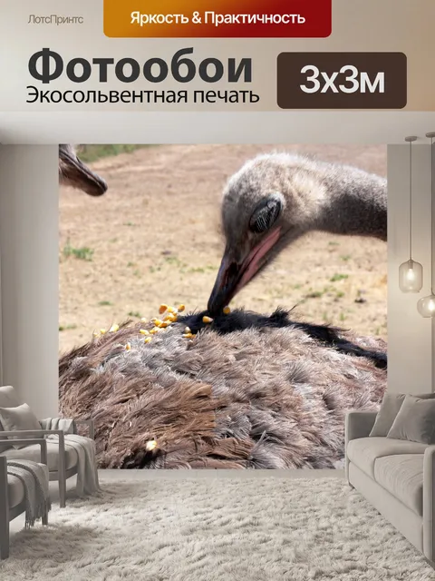 Фотообои Страус ест кукурузу