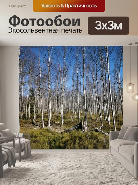 Фотообои Березовый лес