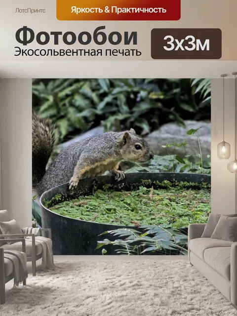 Фотообои Белка и ствол воды