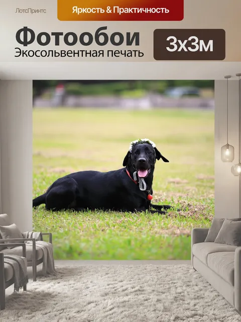 Фотообои Черный пес