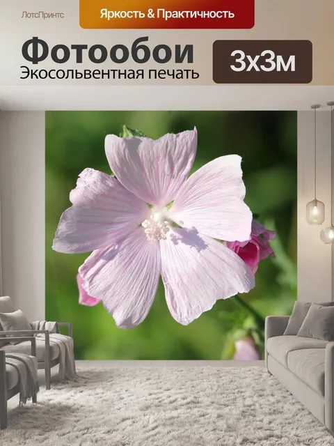 Фотообои Мальва обыкновенная