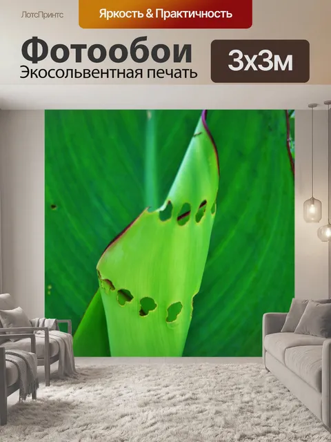 Фотообои насекомое едят развернутым лист