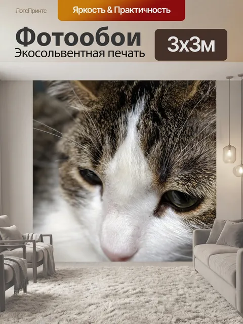 Фотообои Кошка