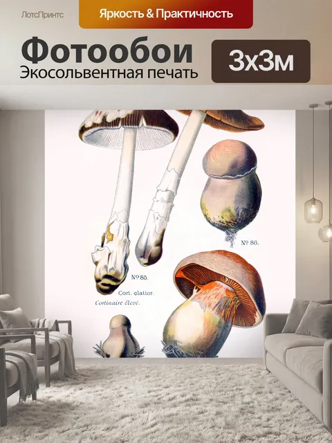 Фотообои Грибы винтаж арт старый