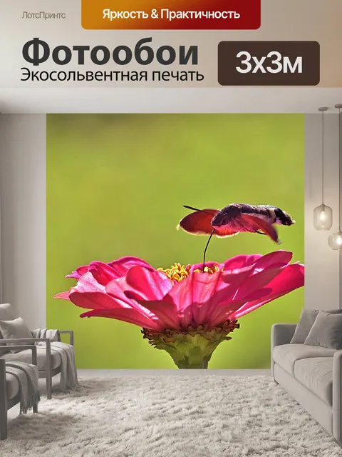 Фотообои Колибри ястреб моли