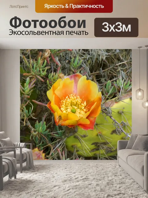 Фотообои Цветок кактуса