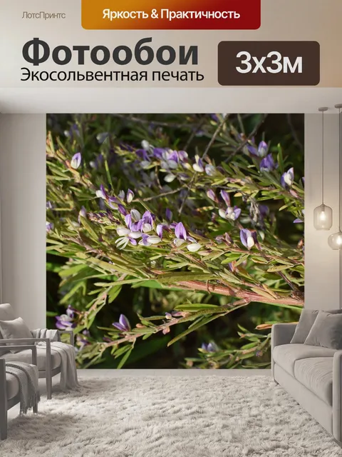 Фотообои Дикий вереск