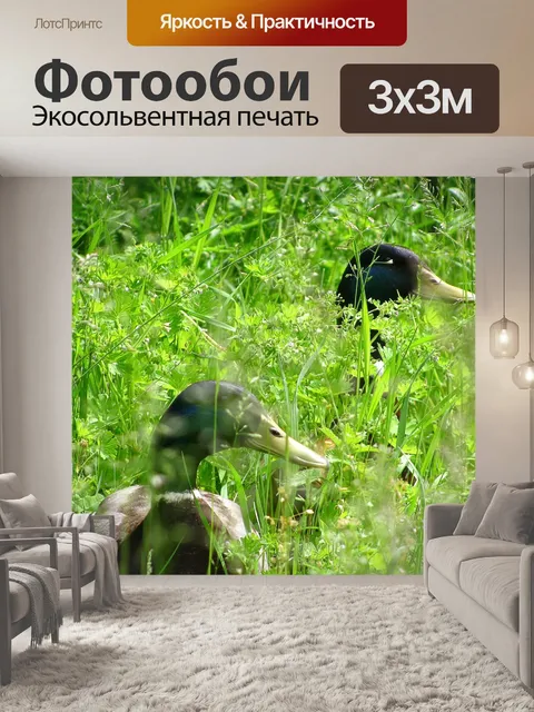 Фотообои Утка