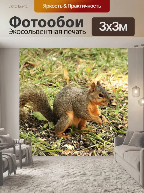 Фотообои Белка лисы в траве