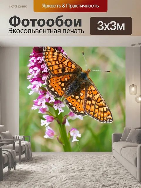 Фотообои Орхидея