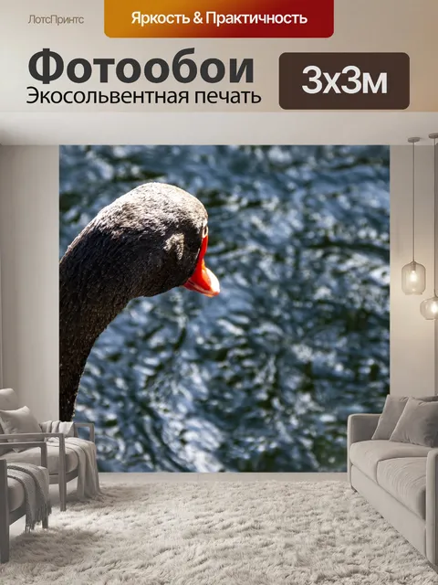 Фотообои Черный лебедь