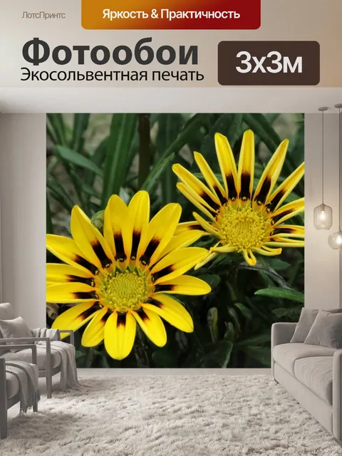 Фотообои Два желтых цветка Газания крупным планом