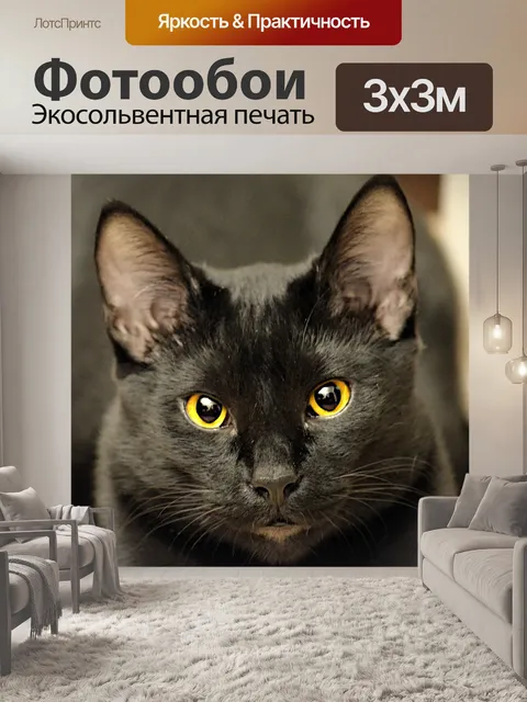 Фотообои Черный кот