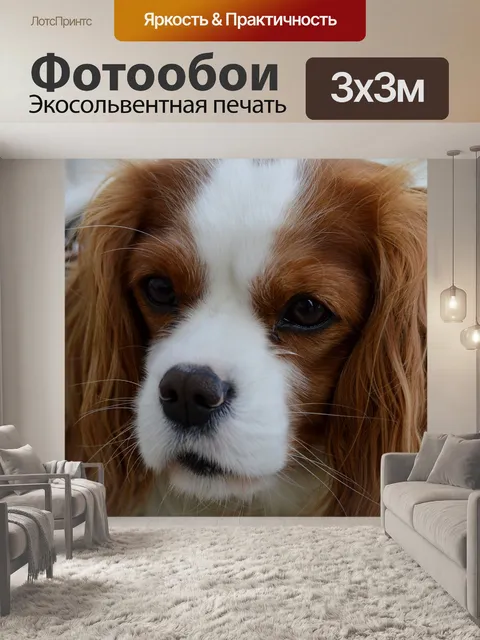 Фотообои Собака