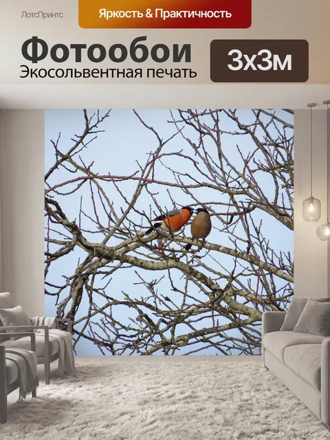 Фотообои Птицы