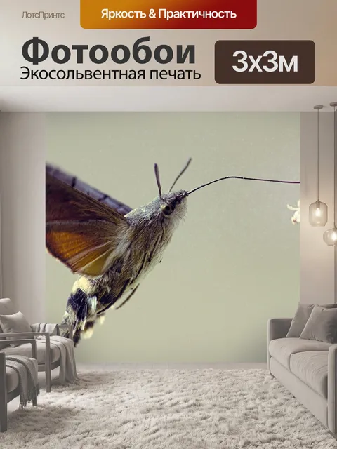 Фотообои Бабочка