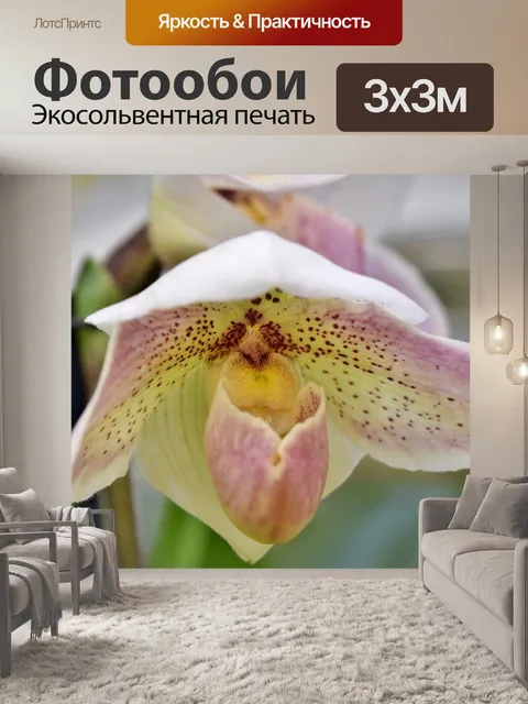 Фотообои Орхидеи