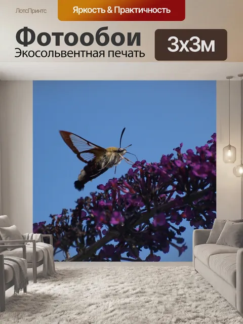 Фотообои Колибри ястреб моли