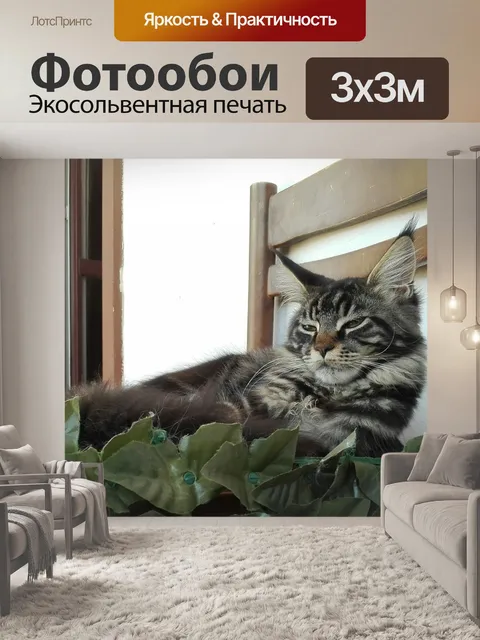 Фотообои Мейн-кун