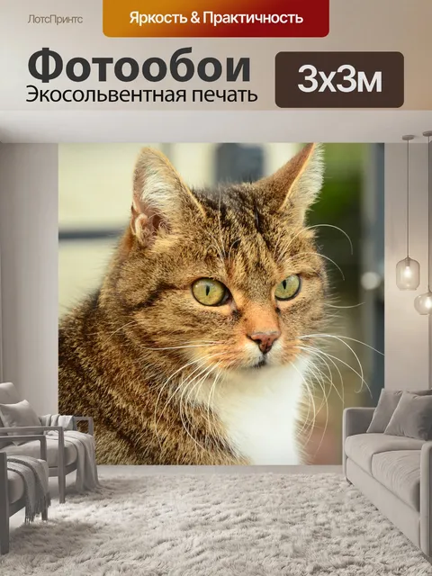 Фотообои Кот
