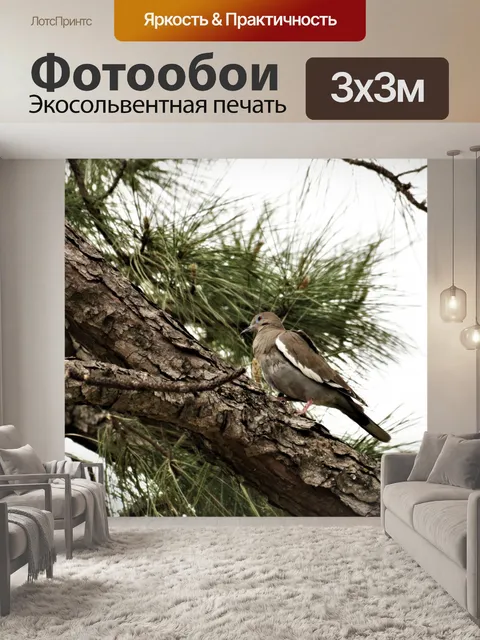 Фотообои Белокрылый голубь в сосне