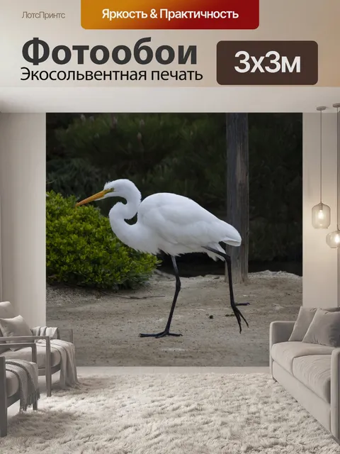 Фотообои Большая белая цапля