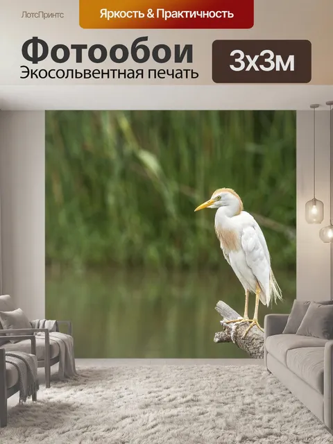 Фотообои Цапля